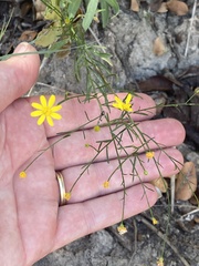 Gutierrezia texana