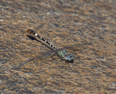 Erpetogomphus lampropeltis
