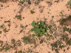 Proboscidea parviflora