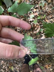 Crataegus iracunda