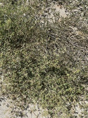 Kallstroemia californica