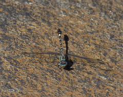 Erpetogomphus lampropeltis