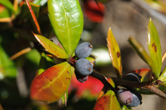 Berberis nantoensis