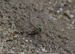 Erpetogomphus lampropeltis