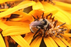 Bombus huntii