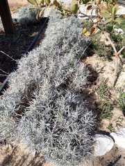 Helichrysum italicum