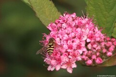 Syrphus