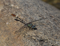 Erpetogomphus lampropeltis