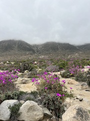 Cistanthe grandiflora