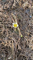 Ranunculus aquatilis