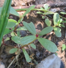 Portulaca umbraticola