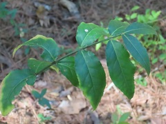 Euonymus americanus