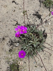 Cistanthe grandiflora