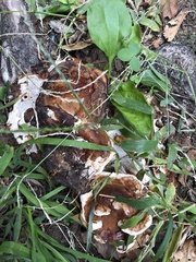 Ganoderma sessile