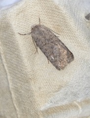 Caradrina clavipalpis