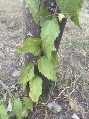 Celtis