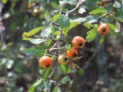 Crataegus lassa