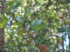 Crataegus lassa
