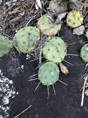 Opuntia mesacantha