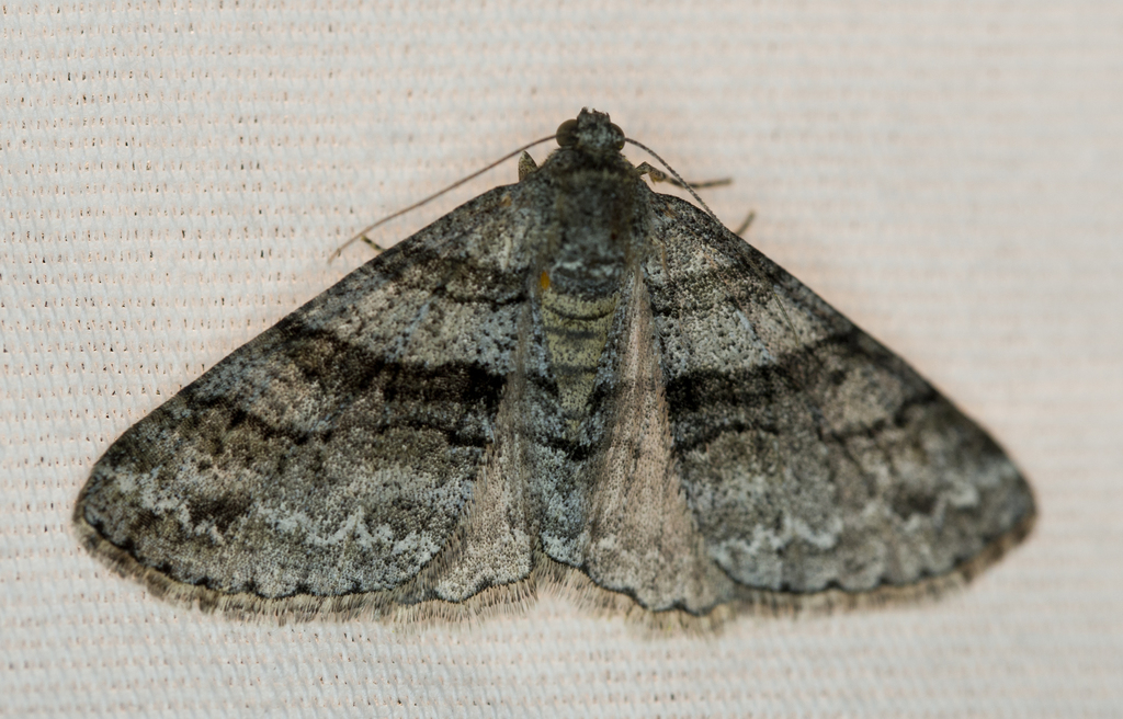 Prionomelia spododea