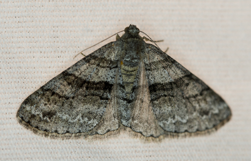 Prionomelia spododea