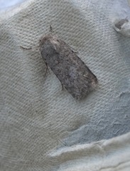 Caradrina clavipalpis