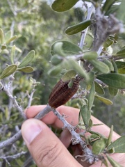 Stagmomantis
