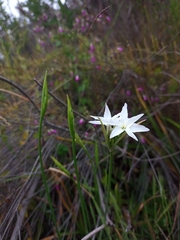 Leucocoryne ixioides