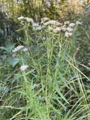 Pycnanthemum