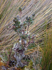 Valeriana microphylla