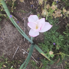 Zephyranthes drummondii