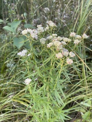 Pycnanthemum