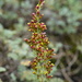 Artemisia santonicum - Photo (c) Patrick Hacker, algunos derechos reservados (CC BY), subido por Patrick Hacker
