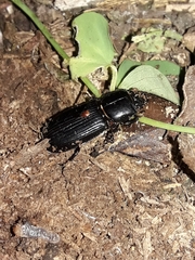 Odontotaenius