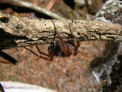 Callobius pictus