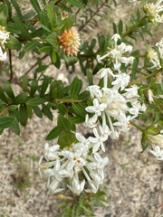 Pimelea linifolia
