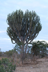 Euphorbia ingens