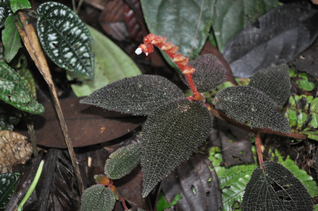 Triolena dressleri