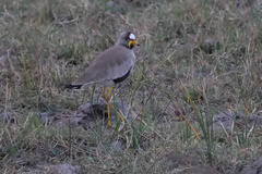 Vanellus senegallus lateralis