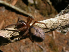 Callobius pictus