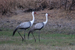 Bugeranus carunculatus