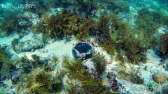 Irciniidae