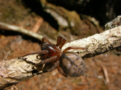 Callobius pictus