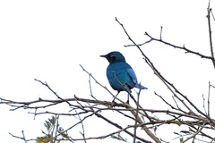 Lamprotornis chalybaeus