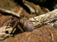 Callobius pictus