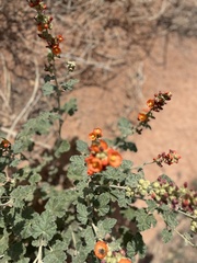 Sphaeralcea parvifolia