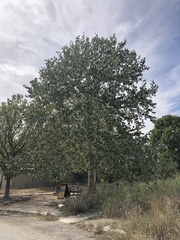 Platanus mexicana