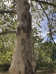 Platanus mexicana