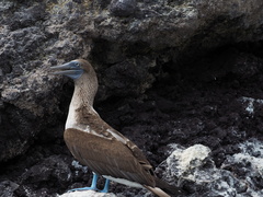 Sula nebouxii excisa