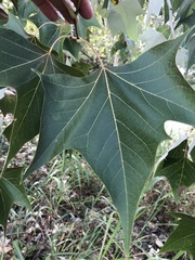 Platanus mexicana